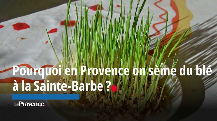 La plante de Sainte-Barbe : une tradition vivante en Provence