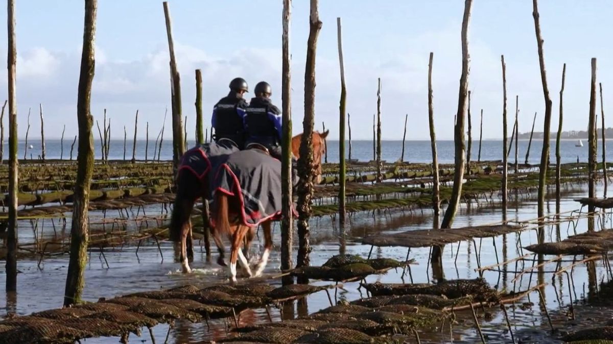 Des huîtres sous haute protection : la lutte contre le vol sur le bassin d'Arcachon