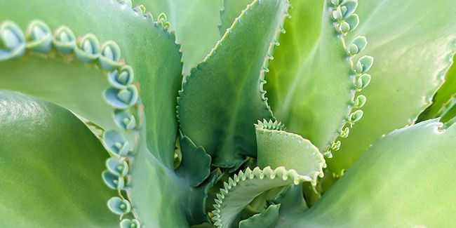 Kalanchoe de Daigremont : une plante à la fois belle et redoutable