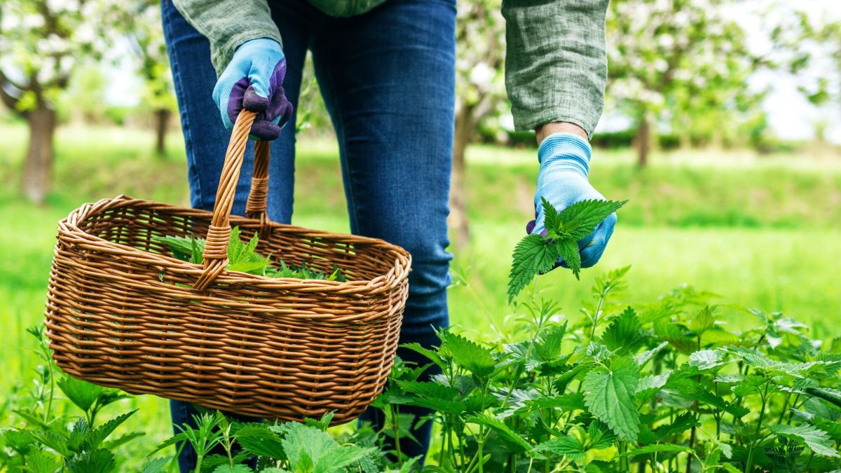 À la découverte de l’ortie, bienfaitrice du jardin