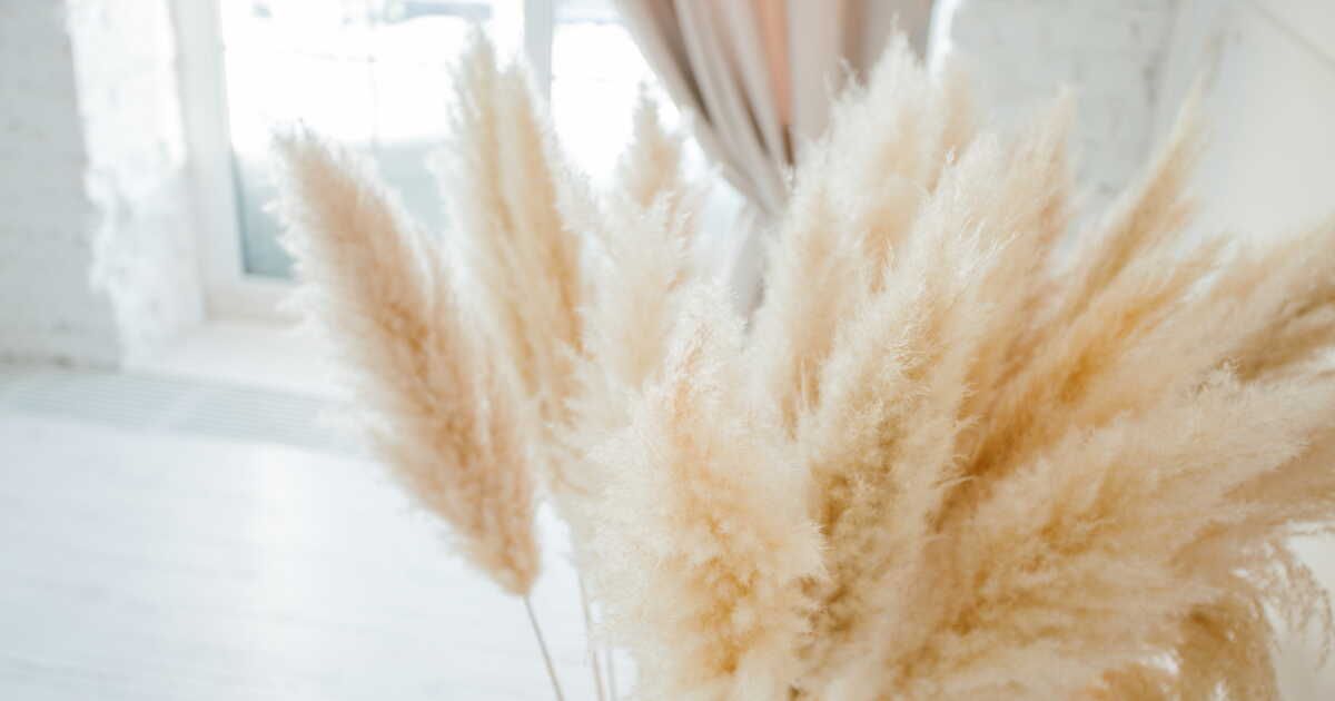 Le charme intemporel de l'herbe de pampa : astuces pour la faire sécher