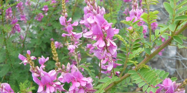 Indigotier : un arbuste aux fleurs éclatantes