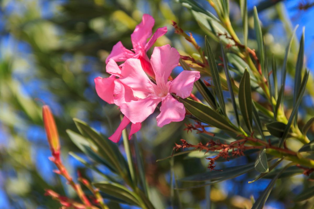 protégez vos lauriers roses : un combat urgent contre les maladies