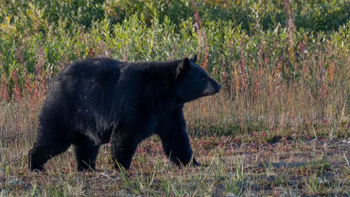 Un Californien fait face à un ours sous sa maison