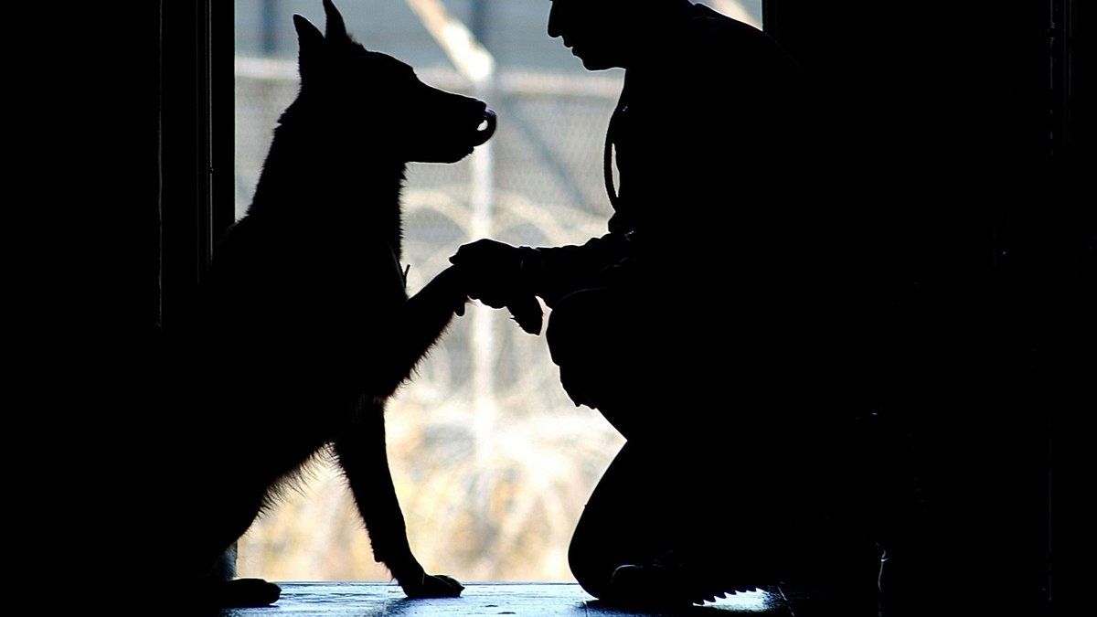 Les vols d'animaux de compagnie : un fléau en pleine expansion