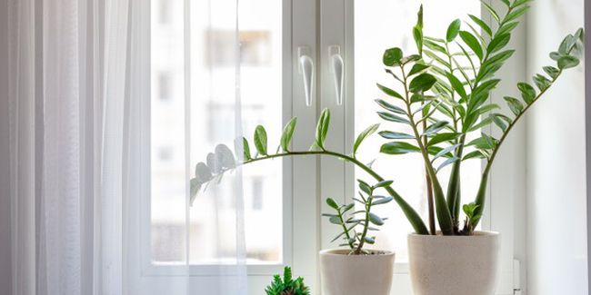 La plante ZZ : une tendance verte à adopter chez soi