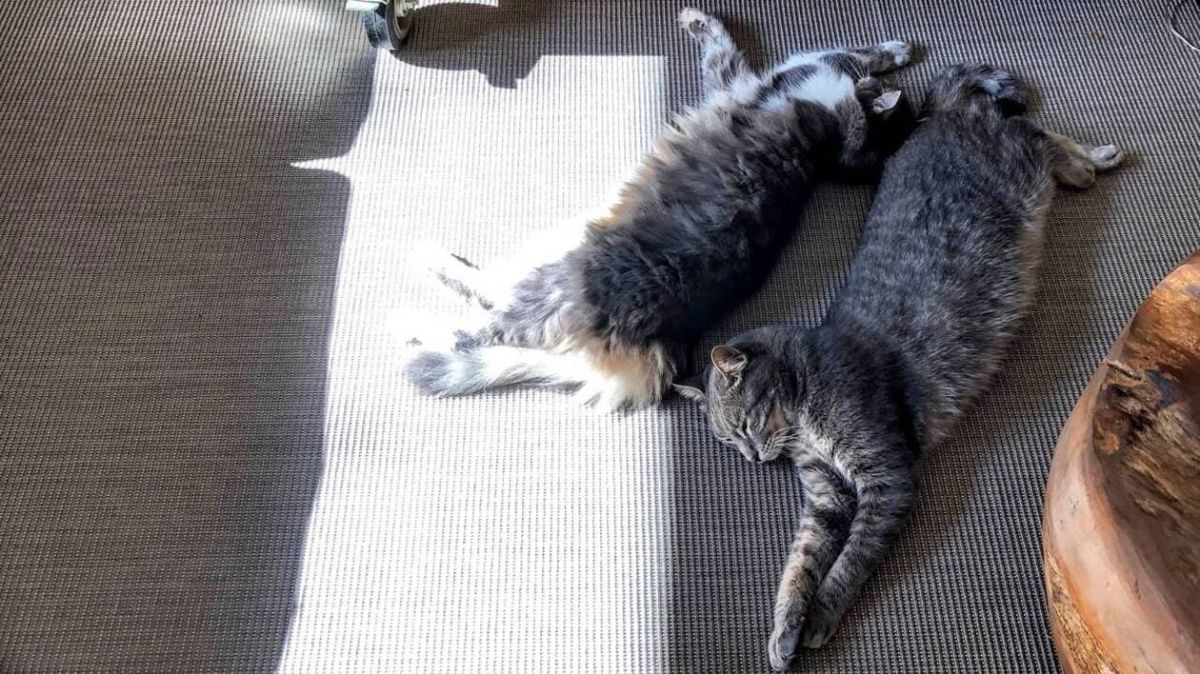 L'allergie aux chats : révélations scientifiques et témoignages