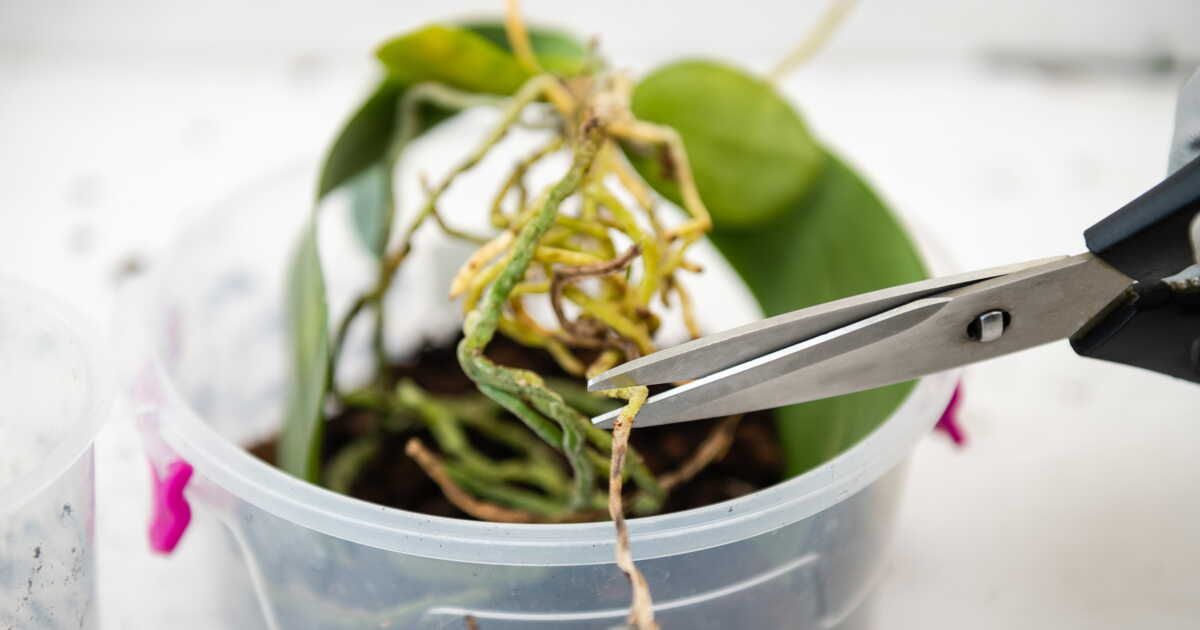 Les racines d'orchidées : faut-il les couper si elles sortent du pot ?