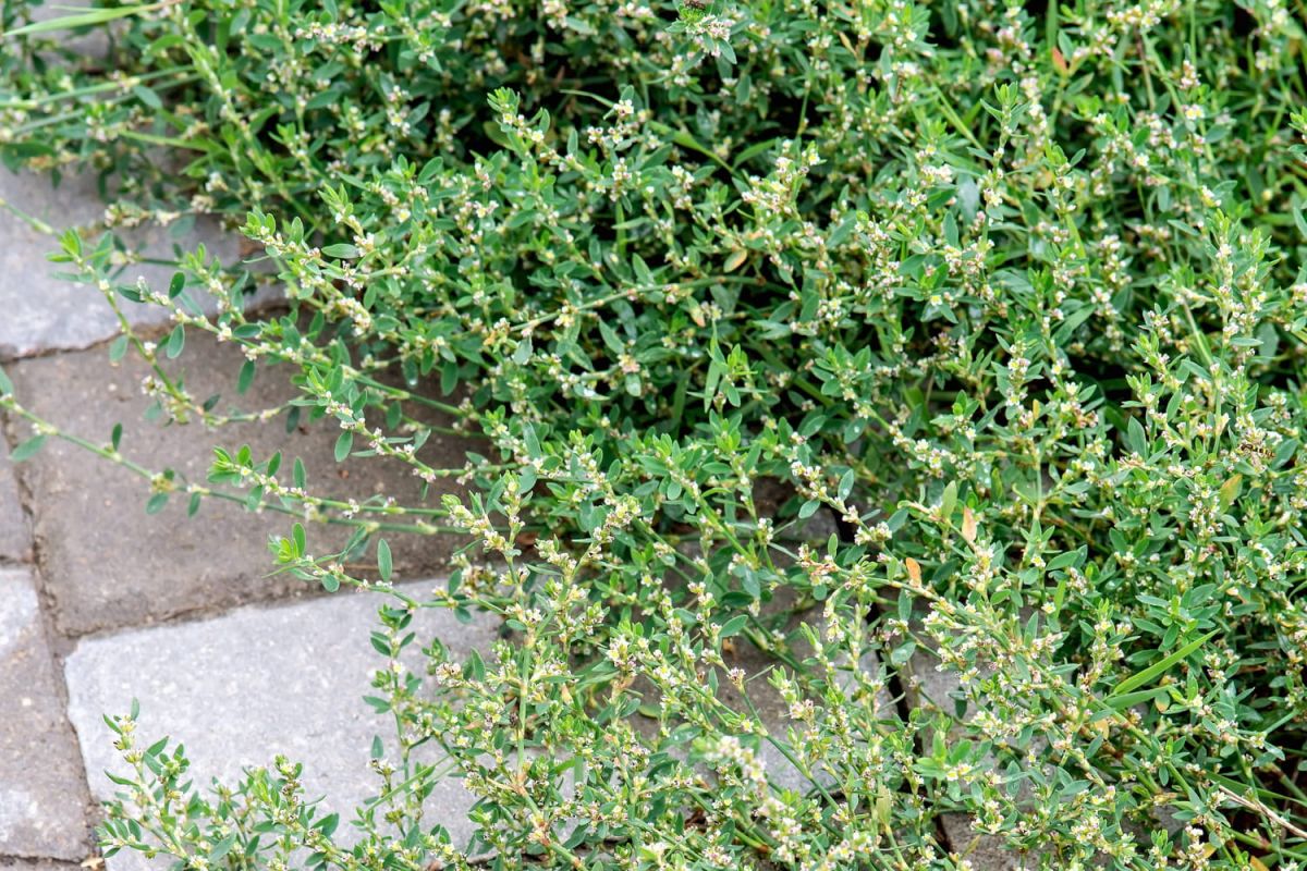 L'herbe aux mille vertus : une menace pour votre jardin