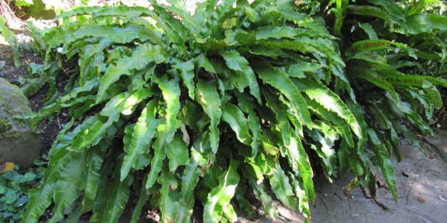 Scolopendre langue-de-bœuf : une fougère aux multiples atouts