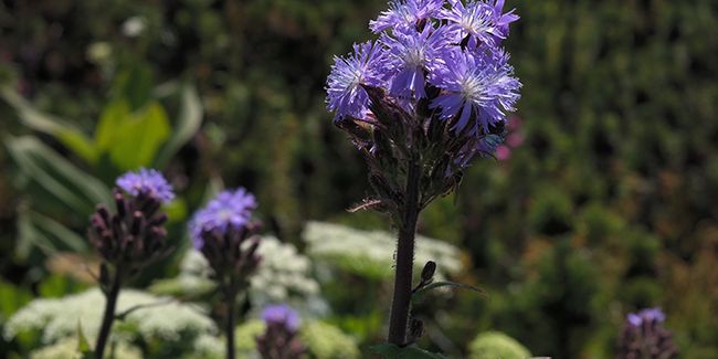 Mulgédie alpine, la laitue des Alpes