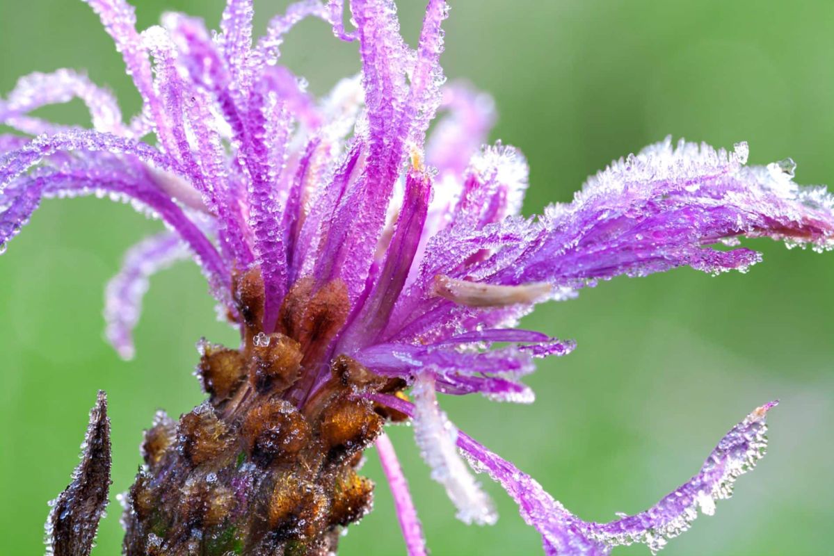Patience au potager : les enjeux des Saints de Glace
