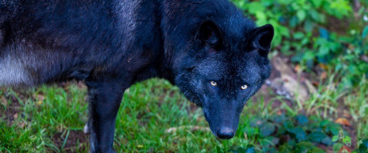 Les loups noirs sauvages font leur apparition dans le Var