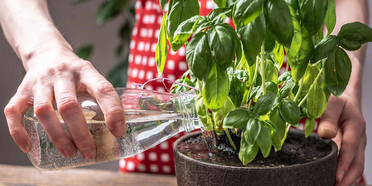 Les secrets d'un basilic en pleine santé