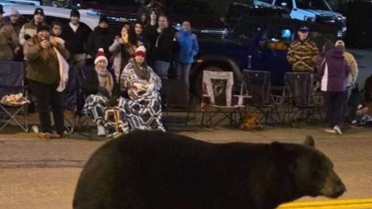 Un ours inattendu perturbe la parade de Noël à Gatlinburg