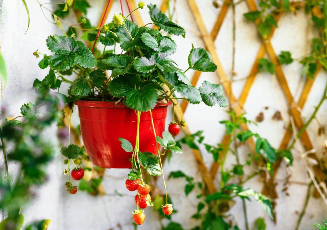 Cultivez des mini fruits d'été sur votre balcon : un délice à portée de main