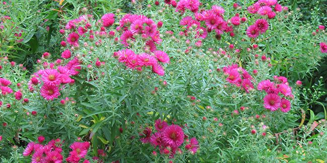 L'aster de la Nouvelle-Angleterre, un incontournable des jardins d'automne