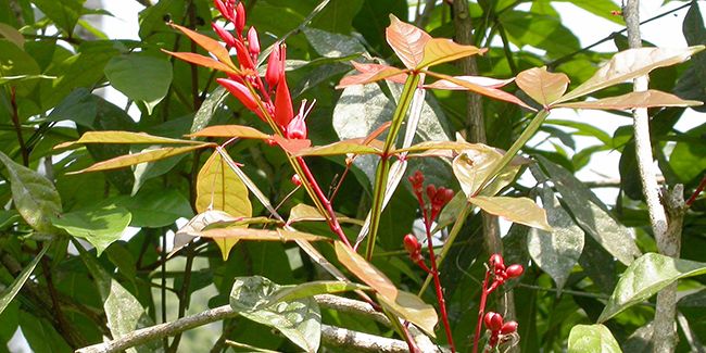 La quassie : un allié naturel contre les invasions de pucerons au jardin