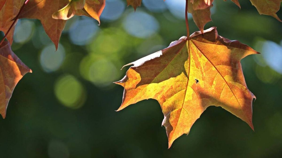 Un retraité britannique sanctionné pour avoir recraché une feuille morte