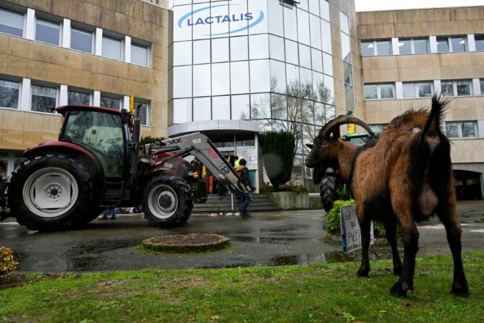 Des éleveurs en colère face à l'abattage massif des bovins