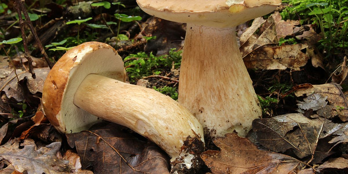 À la découverte du cèpe : le roi des champignons