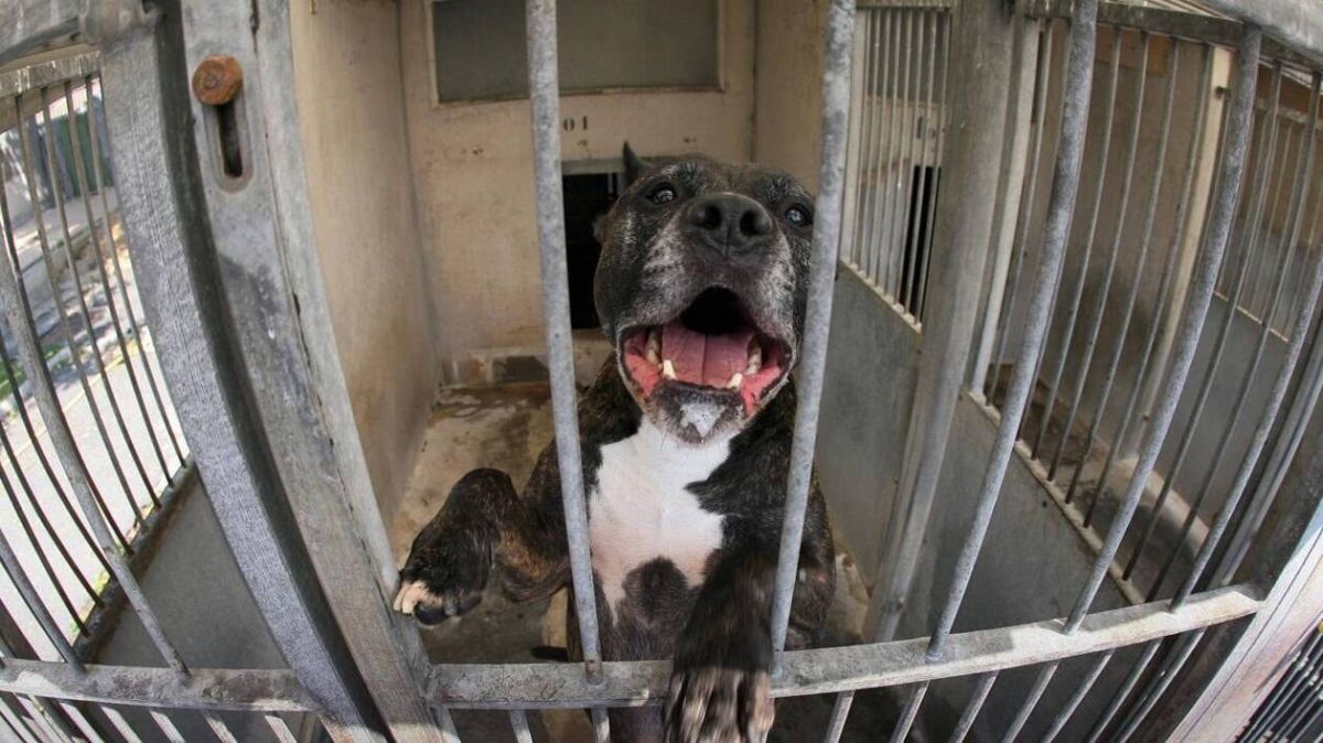 Des randonneurs victimes d'attaques de chiens dans les Deux-Sèvres