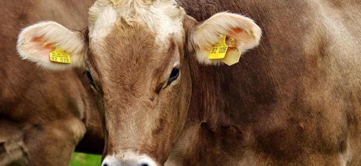 Des agriculteurs en colère : la Confédération paysanne appelle à l'action contre l'abattage