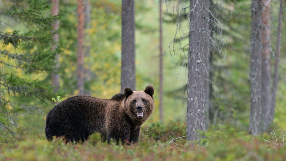 La montre tragique: derniers moments d'un randonneur japonais tué par un ours
