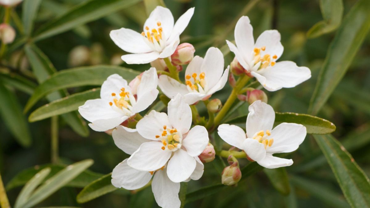 Entretenir un oranger du Mexique : secrets de culture et protection contre le gel