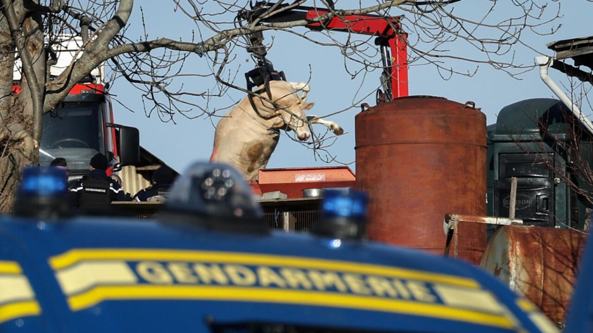 L'abattage des bovins commence en Ariège : tensions et revendications agricoles