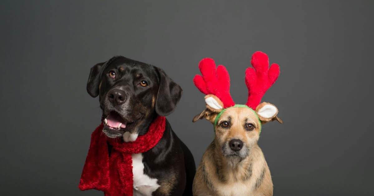 Des fêtes féériques avec nos compagnons : comment nos animaux vivent Noël