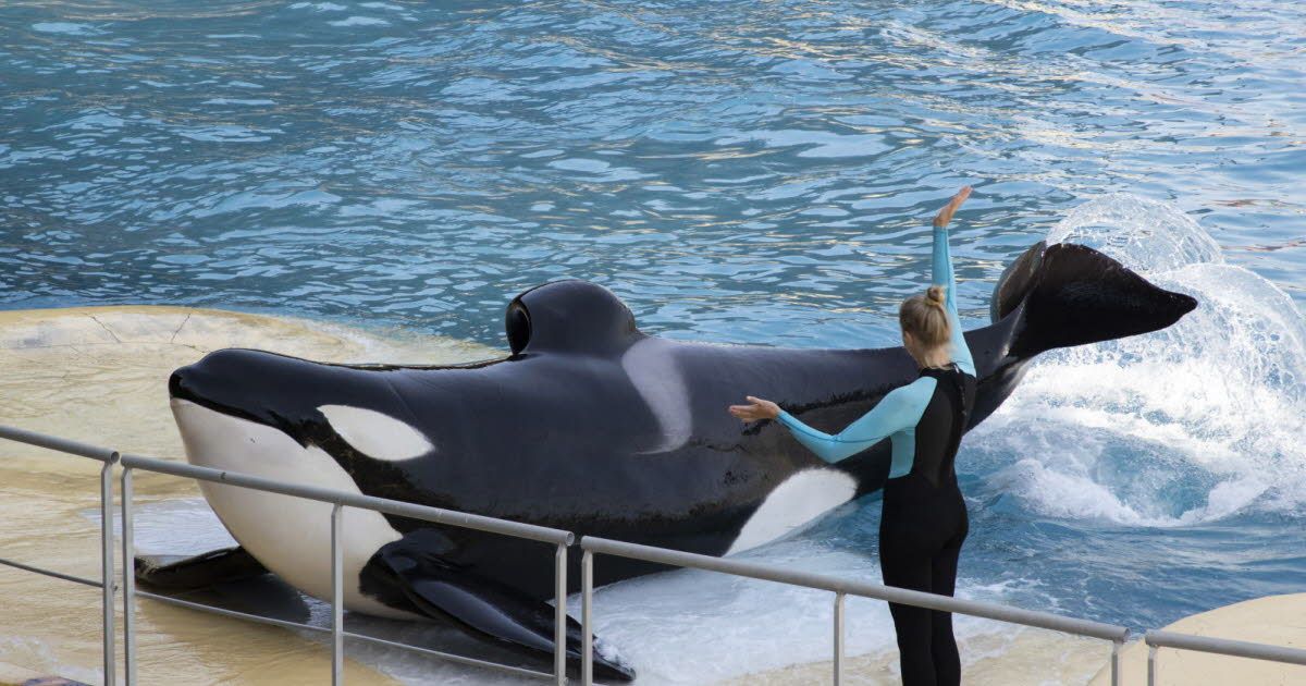 Marineland : vers un avenir éthique pour les orques en Nouvelle-Écosse ?