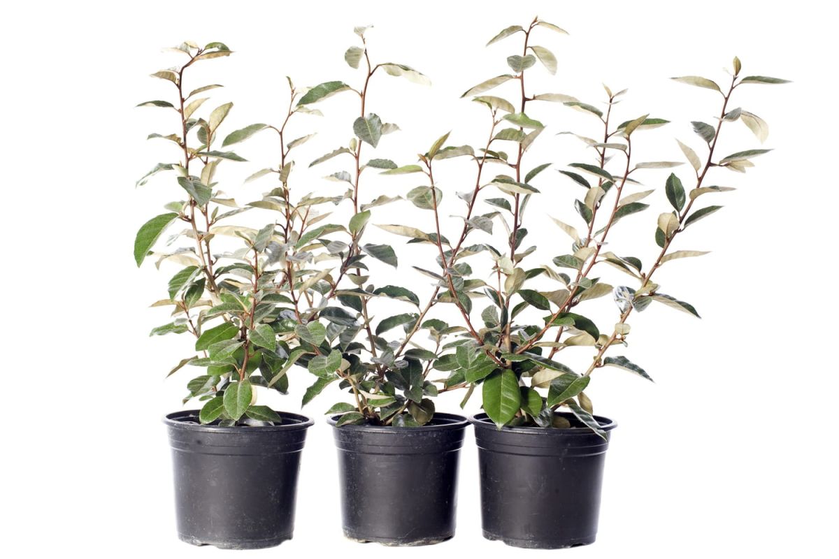 Choisir l'élegnus pour un jardin résilient