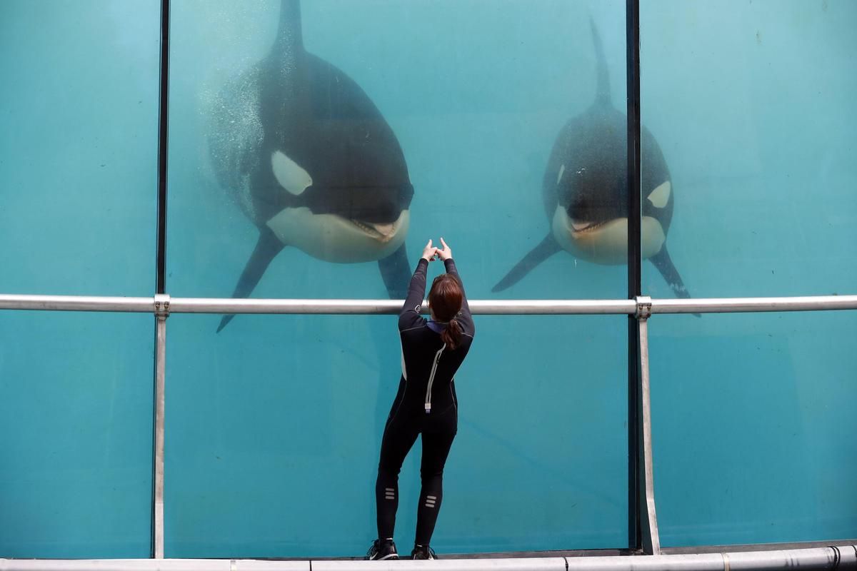 L'avenir des orques de Marineland : vers un sanctuaire au Canada ?