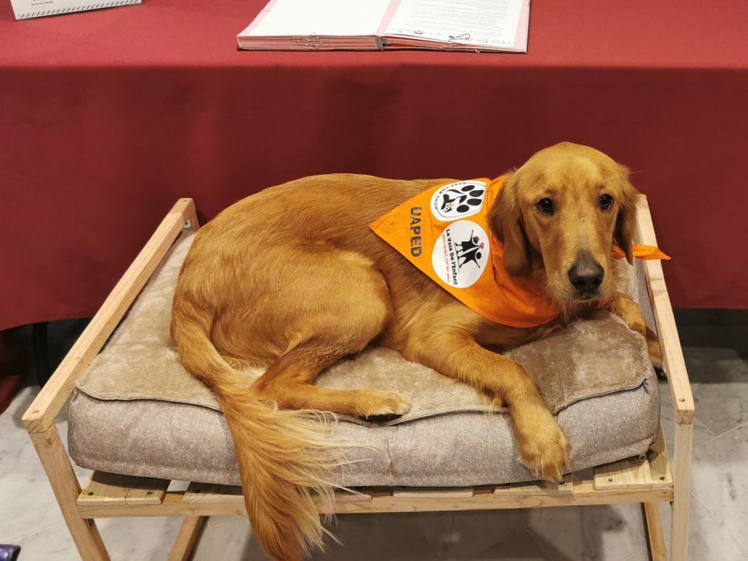 Vic, le chien émotionnel qui aide les enfants victimes de violence à retrouver la parole