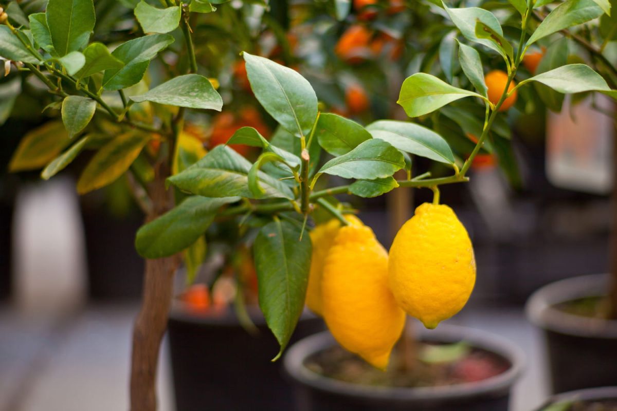 Découvrez le citronnier qui vous offre des fruits toute l'année