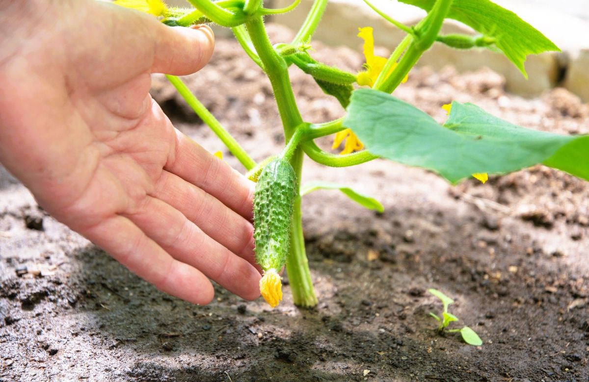 Les légumes d'été à semer d'urgence avant la fin de saison