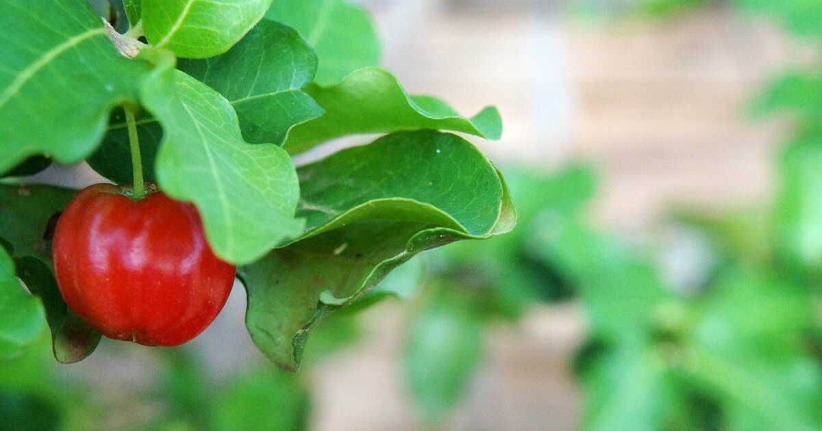 Découvrez les baies, ces super-fruits aux saveurs surprenantes