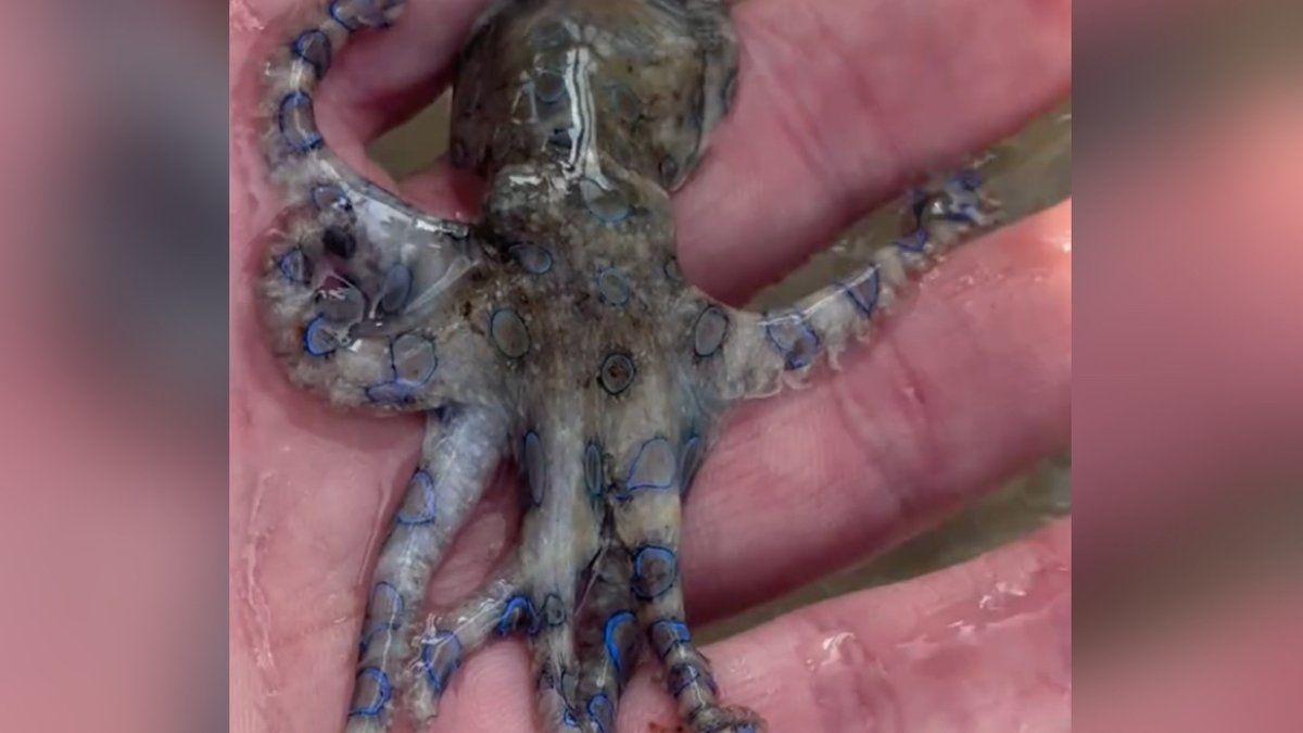 Un journaliste frôle la mort en jouant avec un poulpe venimeux aux Philippines