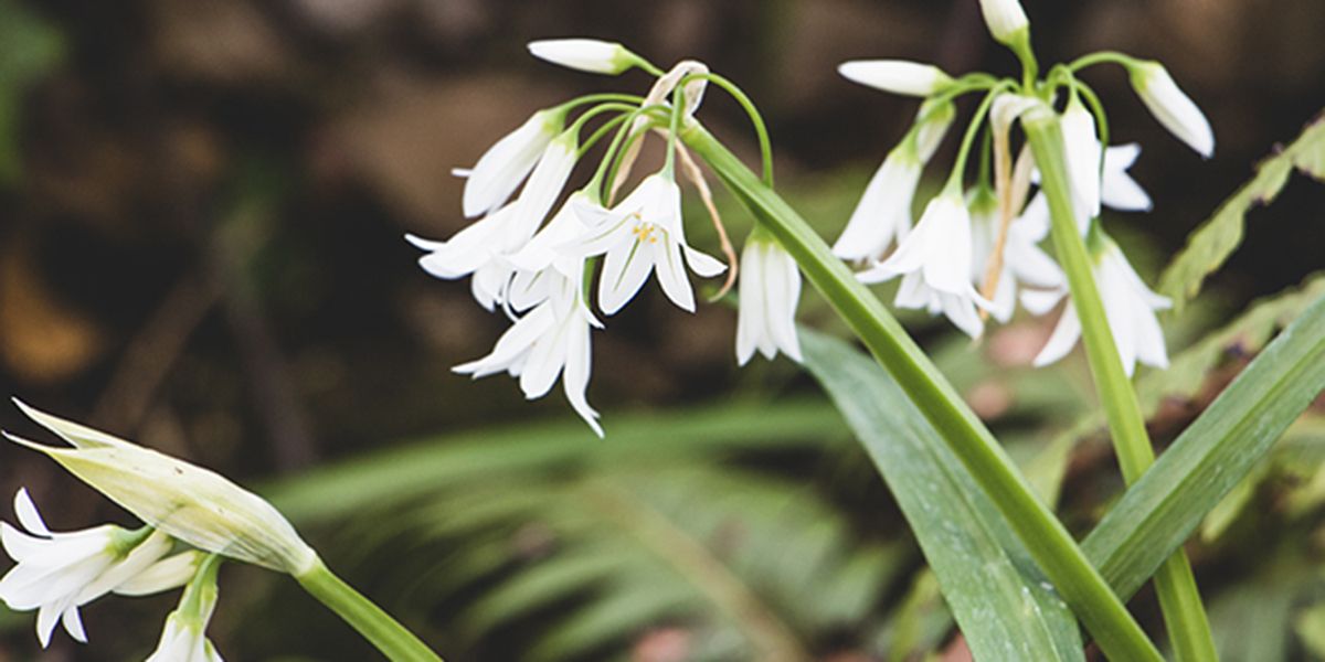 L'ail triquètre : une plante charmante mais envahissante