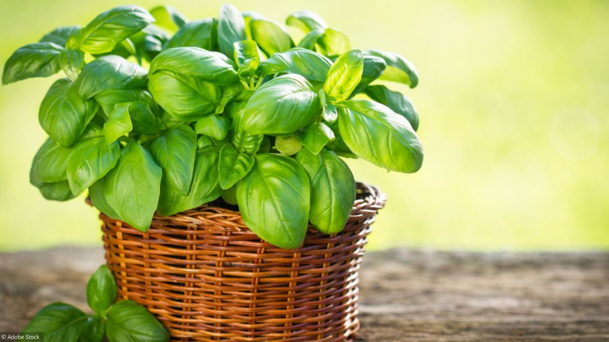 Secrets pour cultiver du basilic frais et parfumé