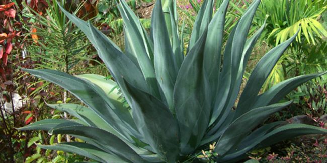 À la découverte de l'agave : une plante emblématique du Mexique