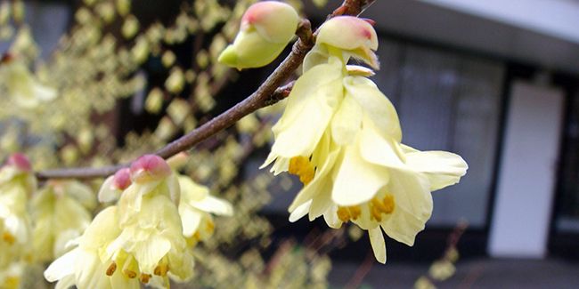 Le noisetier du Japon : un arbuste enchanteur