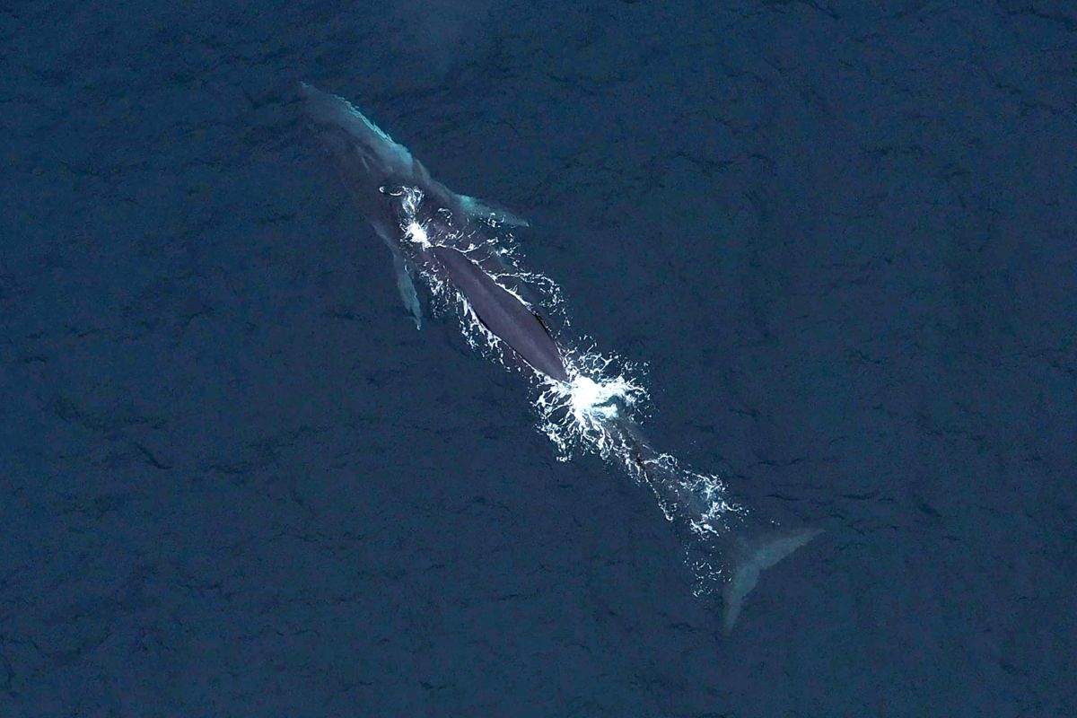 Des avancées inspirantes en 2025 : sport, écologie et plus encore