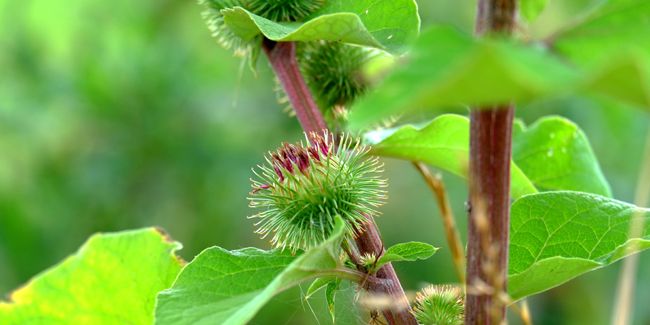 Découvrez les vertus de la bardane pour votre santé