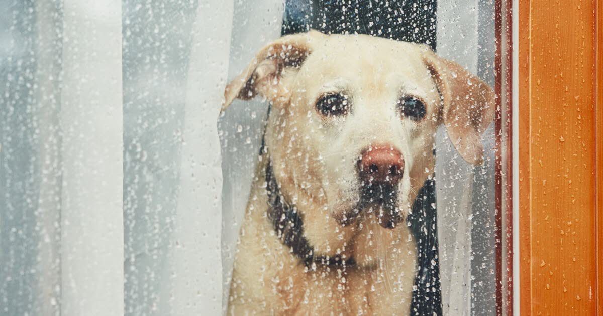 Comment motiver votre chien à affronter la pluie