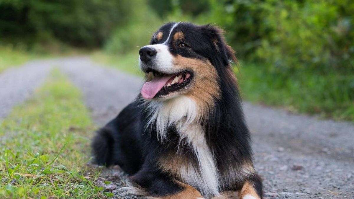 Le retour inespéré d'Uki, le chien volé à Cannes, soulève une vague d'émotion