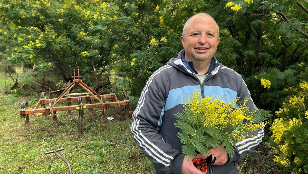 La cueillette de mimosa avance à Reynès : une récolte prometteuse