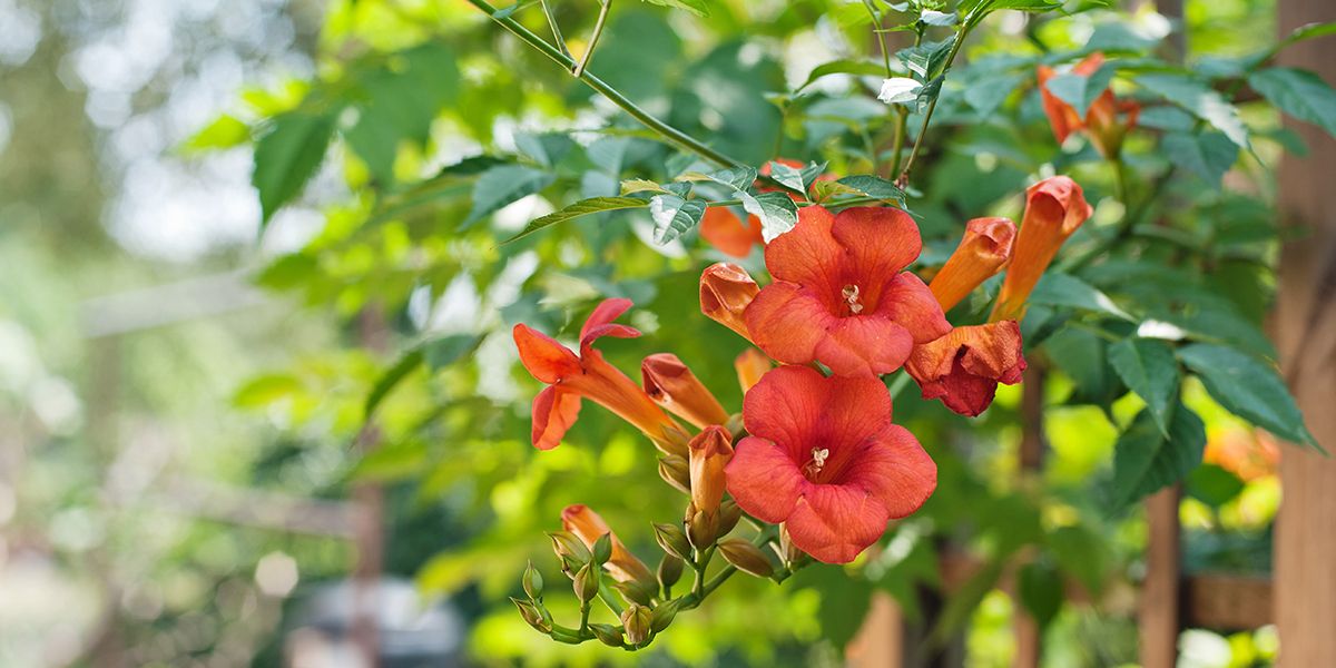 La bignone : une plante grimpante à découvrir