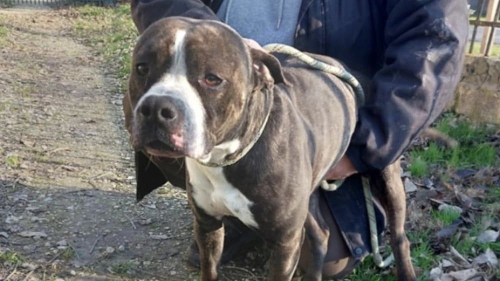 Timmy, le chien rescapé à Avignon, cherche une nouvelle famille après un drame poignant